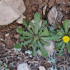 گارهادیلوس